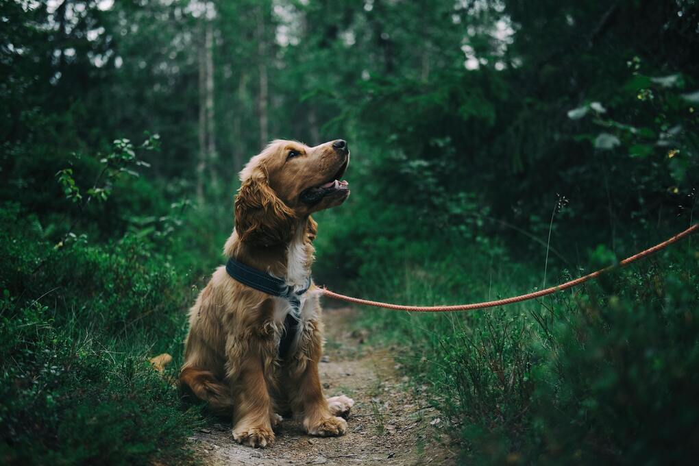 Pet insurance withdrawn from Renters’ Rights Bill